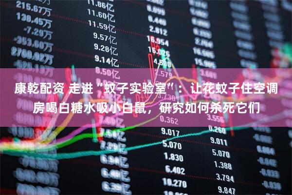 康乾配资 走进“蚊子实验室”：让花蚊子住空调房喝白糖水吸小白鼠，研究如何杀死它们