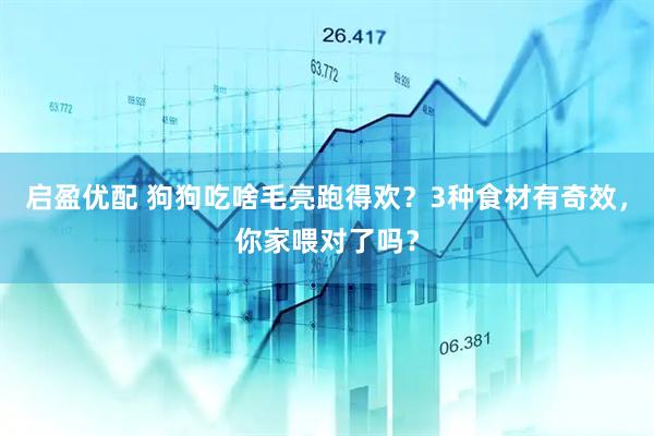 启盈优配 狗狗吃啥毛亮跑得欢？3种食材有奇效，你家喂对了吗？
